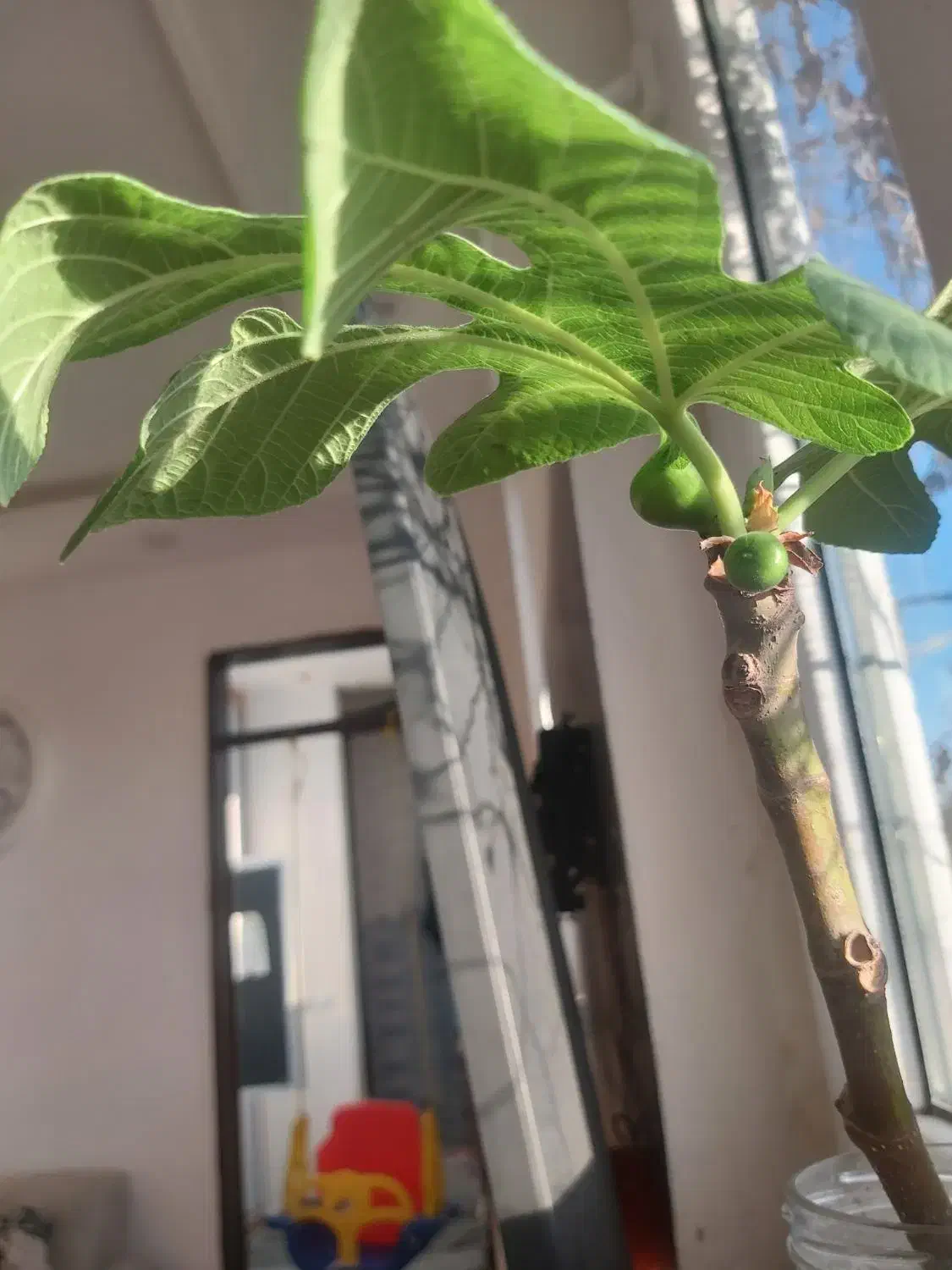 ماکت گل و گچ.وسفید|گل و گیاه طبیعی|آبدانان, |دیوار