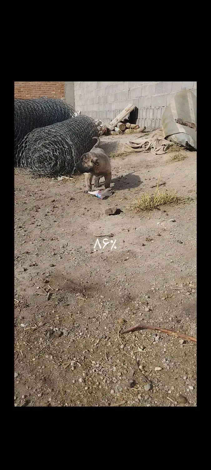 سگ‌عرقی|سگ|ملکان, |دیوار