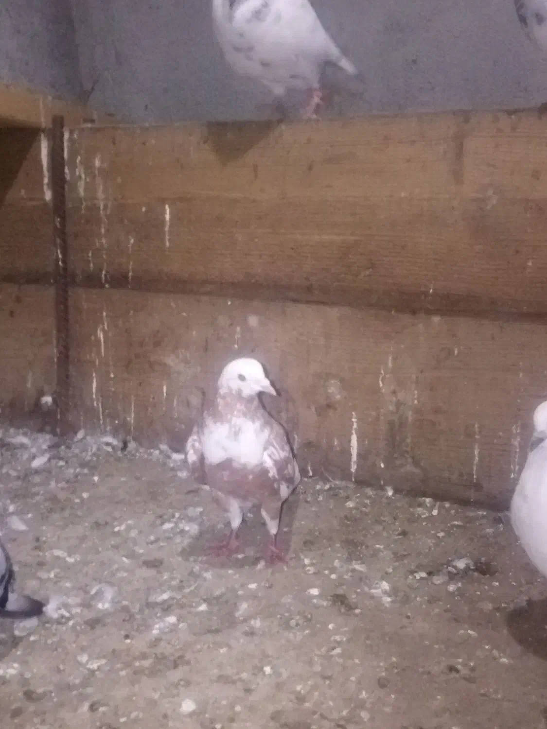 کبوتر|پرنده|لوندویل, |دیوار