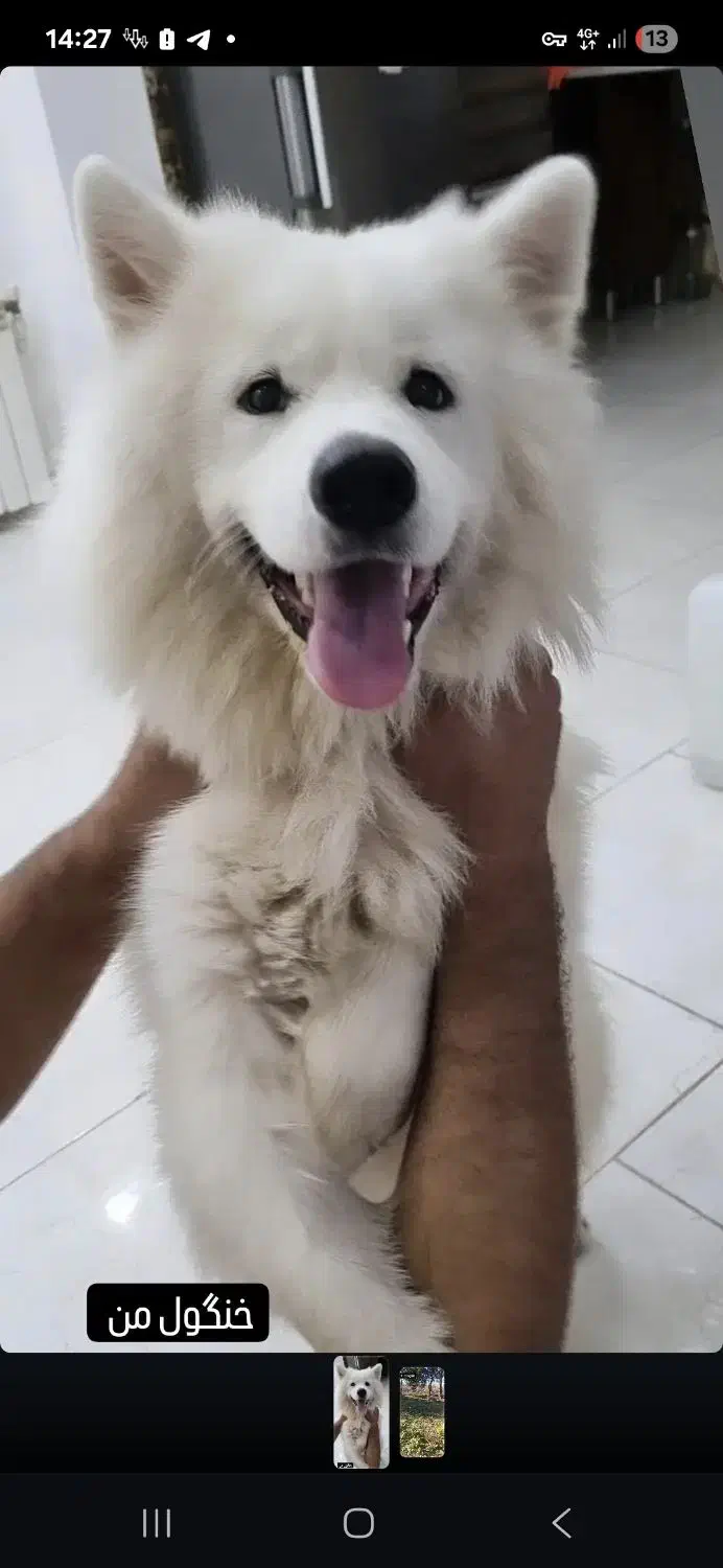 سگ سامویید|سگ|رحیمآباد, |دیوار