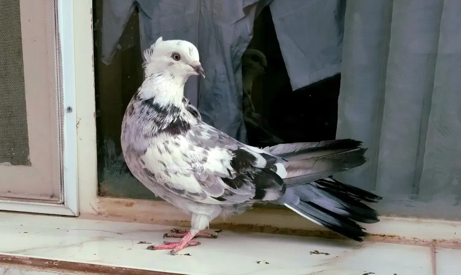 کبوتر اصفهانی پر|پرنده|شاهینشهر, شهرک سایت|دیوار