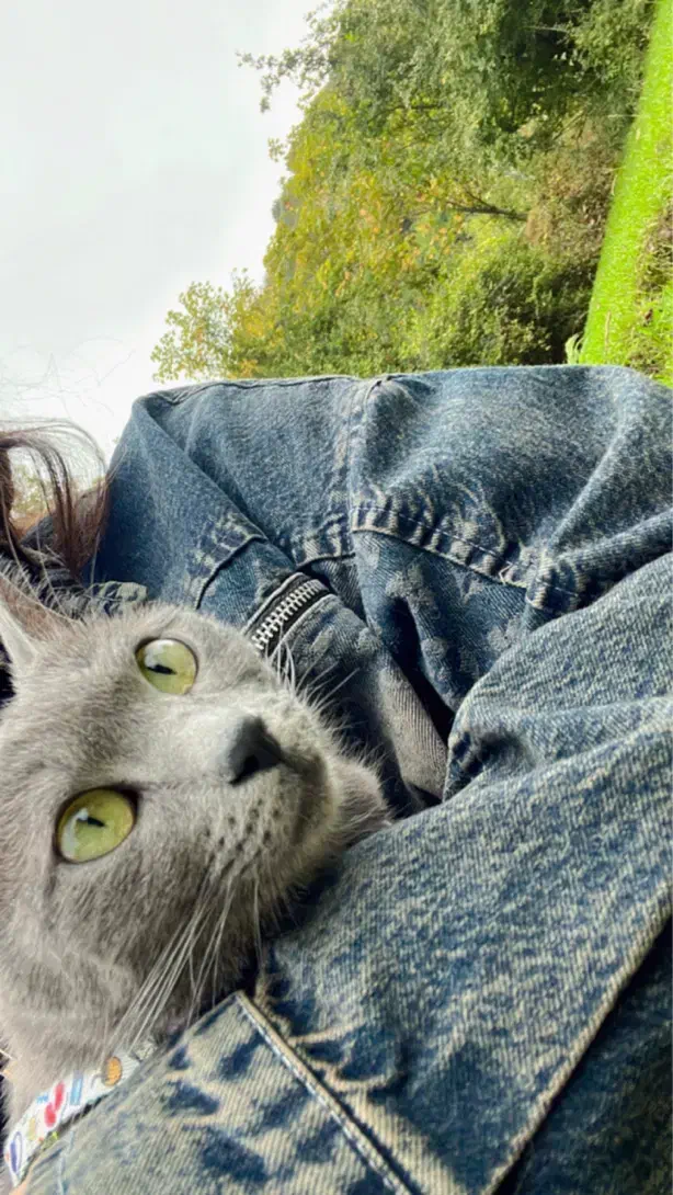 گربه|گربه|ملارد, |دیوار