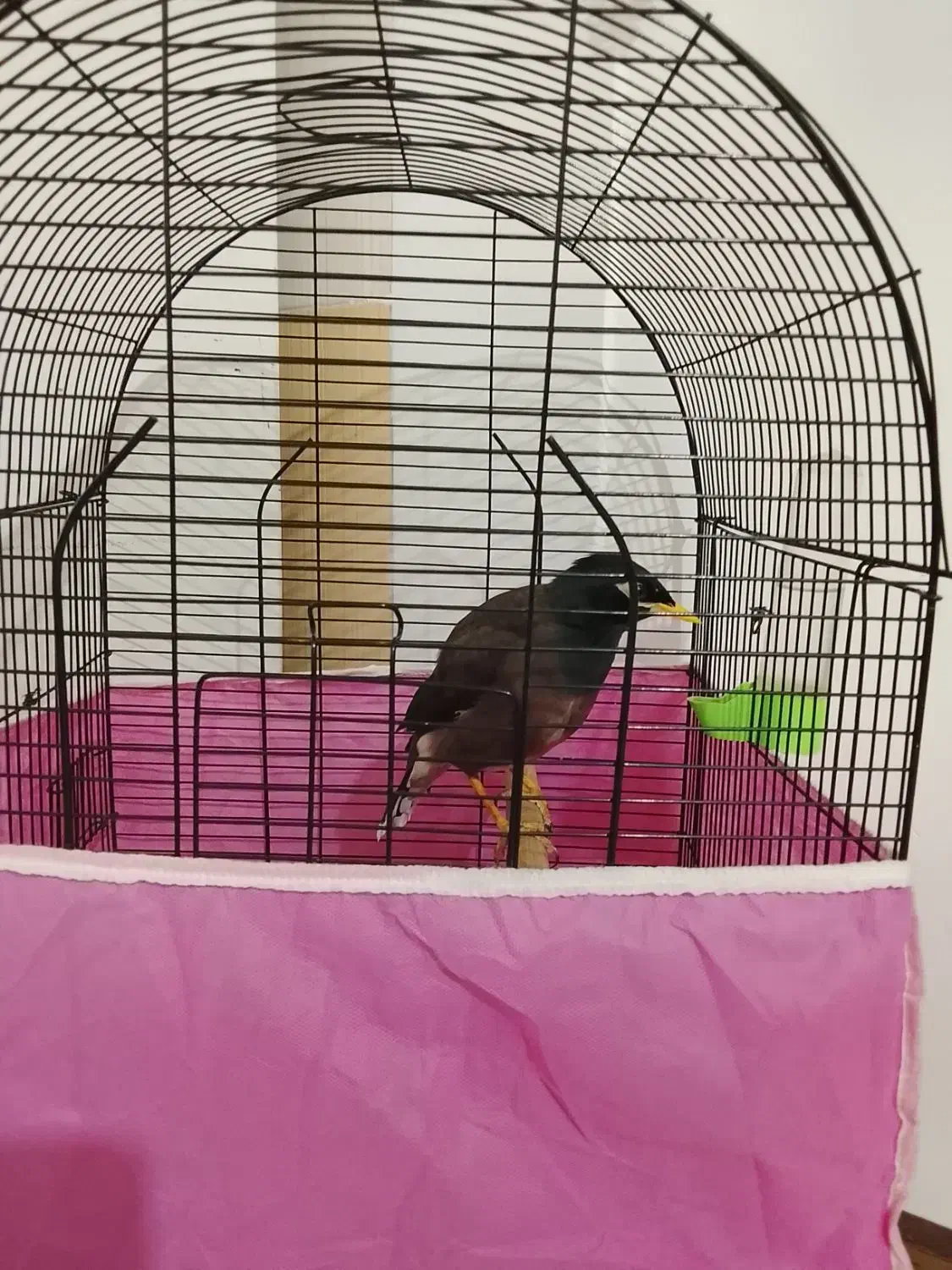 یک عدد مینا 5 ماه سخنکو|پرنده|بومهن, |دیوار