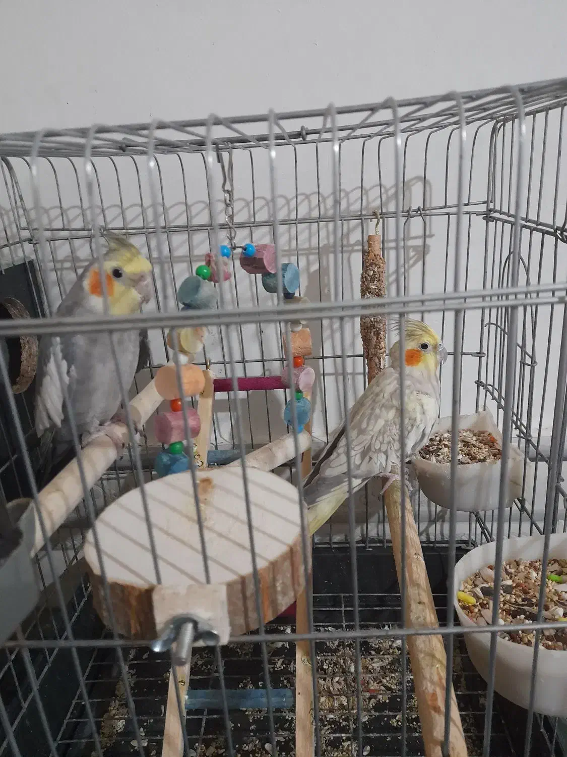 بخاطر جا نداشتن|پرنده|بهارستان, |دیوار