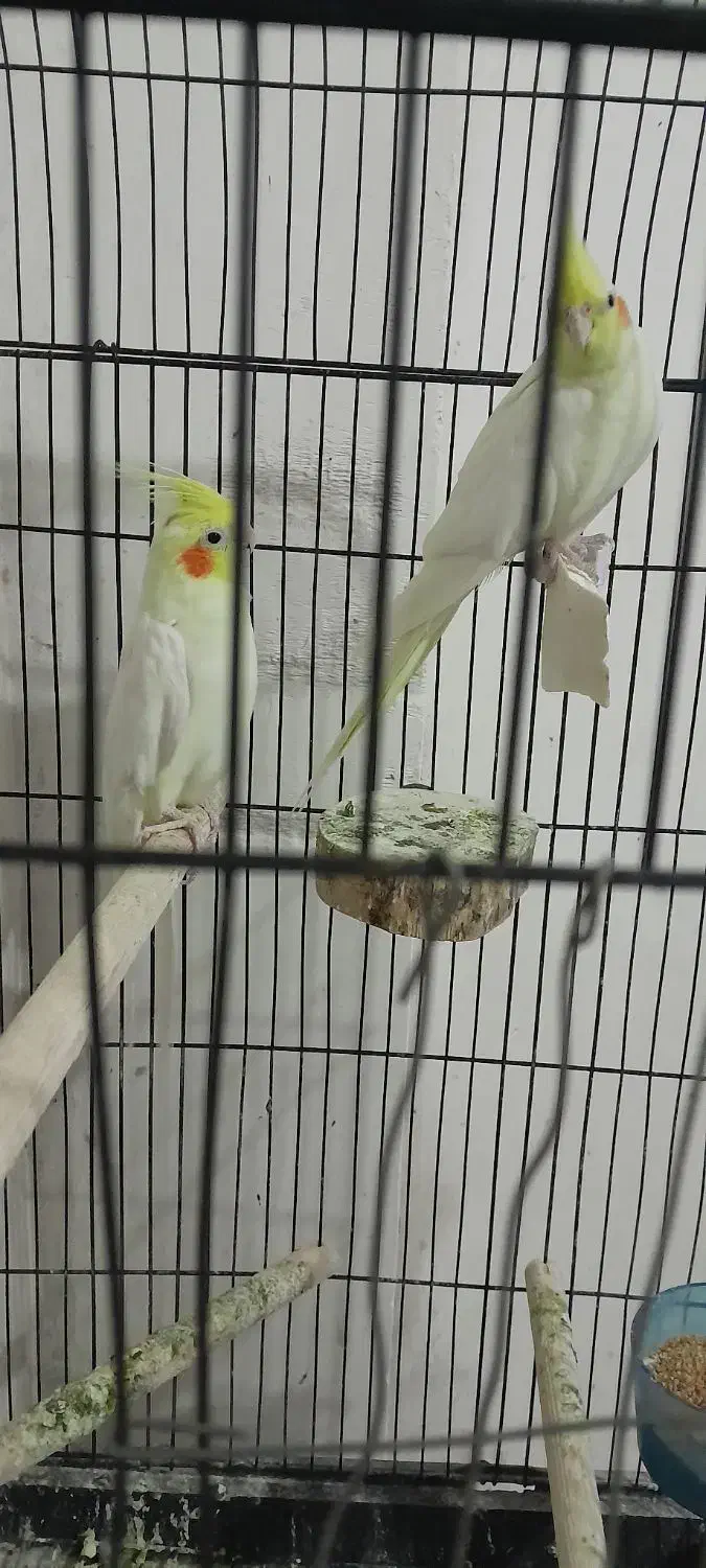 جفت عروس هلندی مولد|پرنده|اردبیل, |دیوار