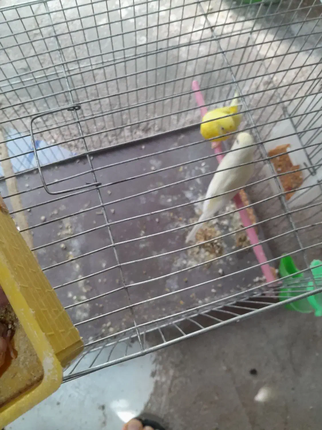 مرغ عشق  بازی تا جوجه معاوضه  با قناری|پرنده|اقبالیه, |دیوار