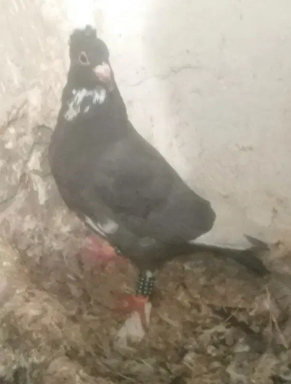 پلنگ|پرنده|ماهان, |دیوار