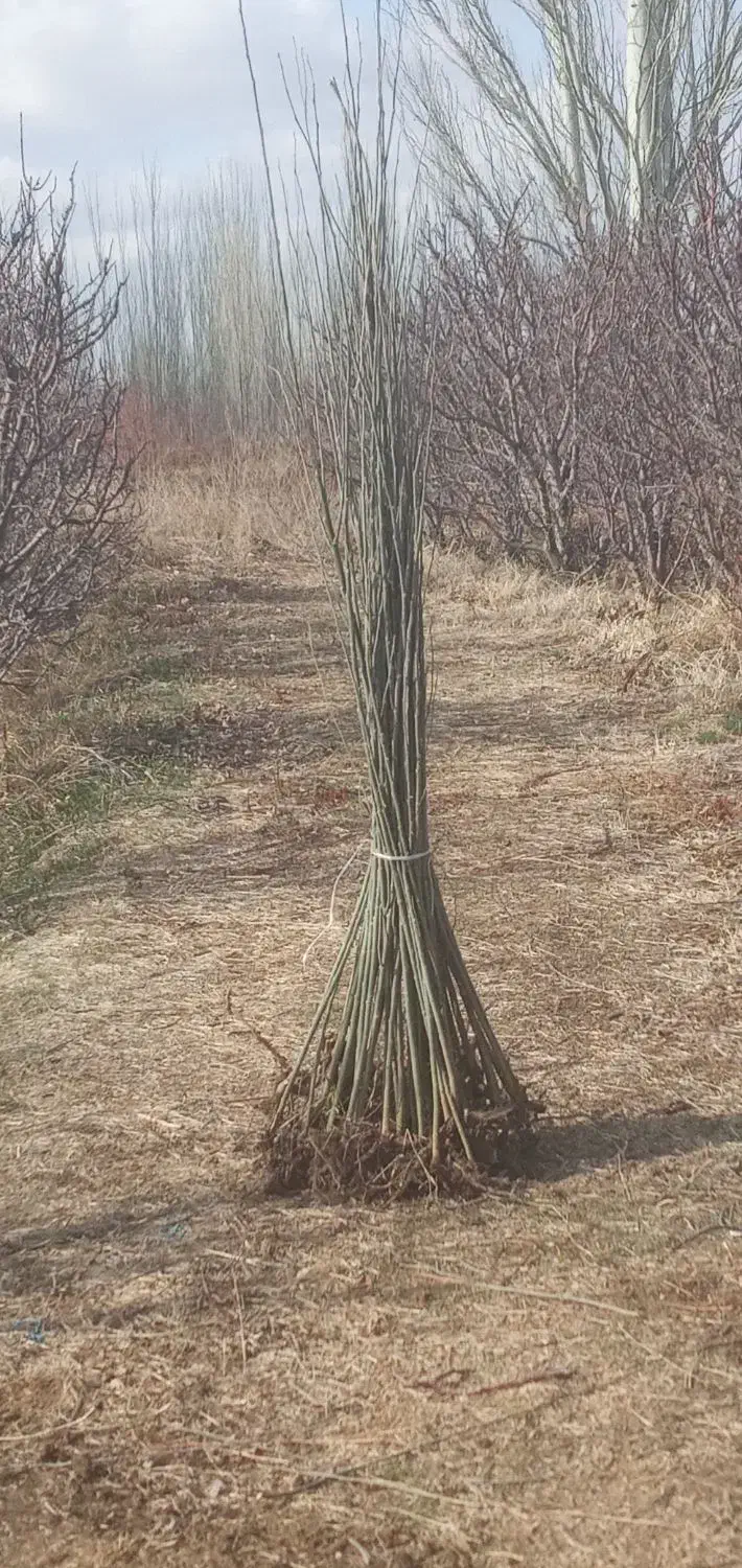 کبوده ۱ ساله|خدمات باغبانی و درختکاری|میاندوآب, |دیوار