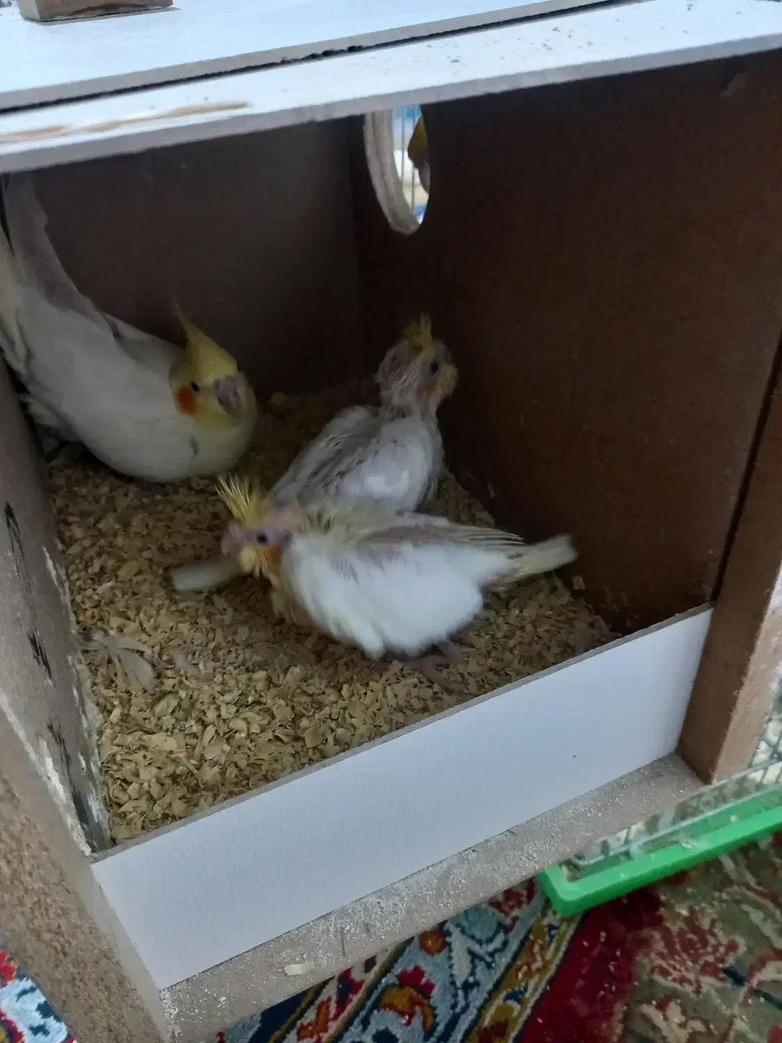 جوجه عروس لوتینو سرلاکی|پرنده|اردکان, |دیوار