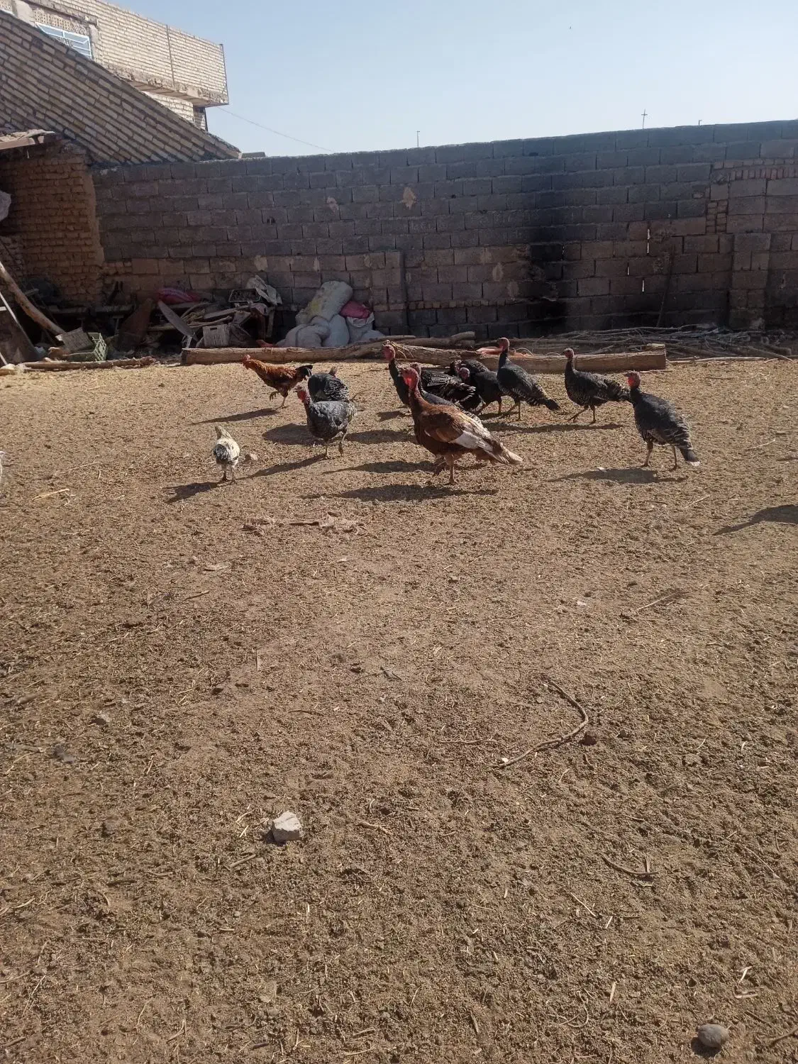 مرغ،خروس،بوقلمون،غاز. فروشی|حیوانات مزرعه|نصر آباد, |دیوار