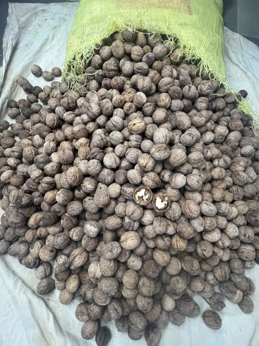 گردو امساله|خوردنی و آشامیدنی|دامغان, |دیوار