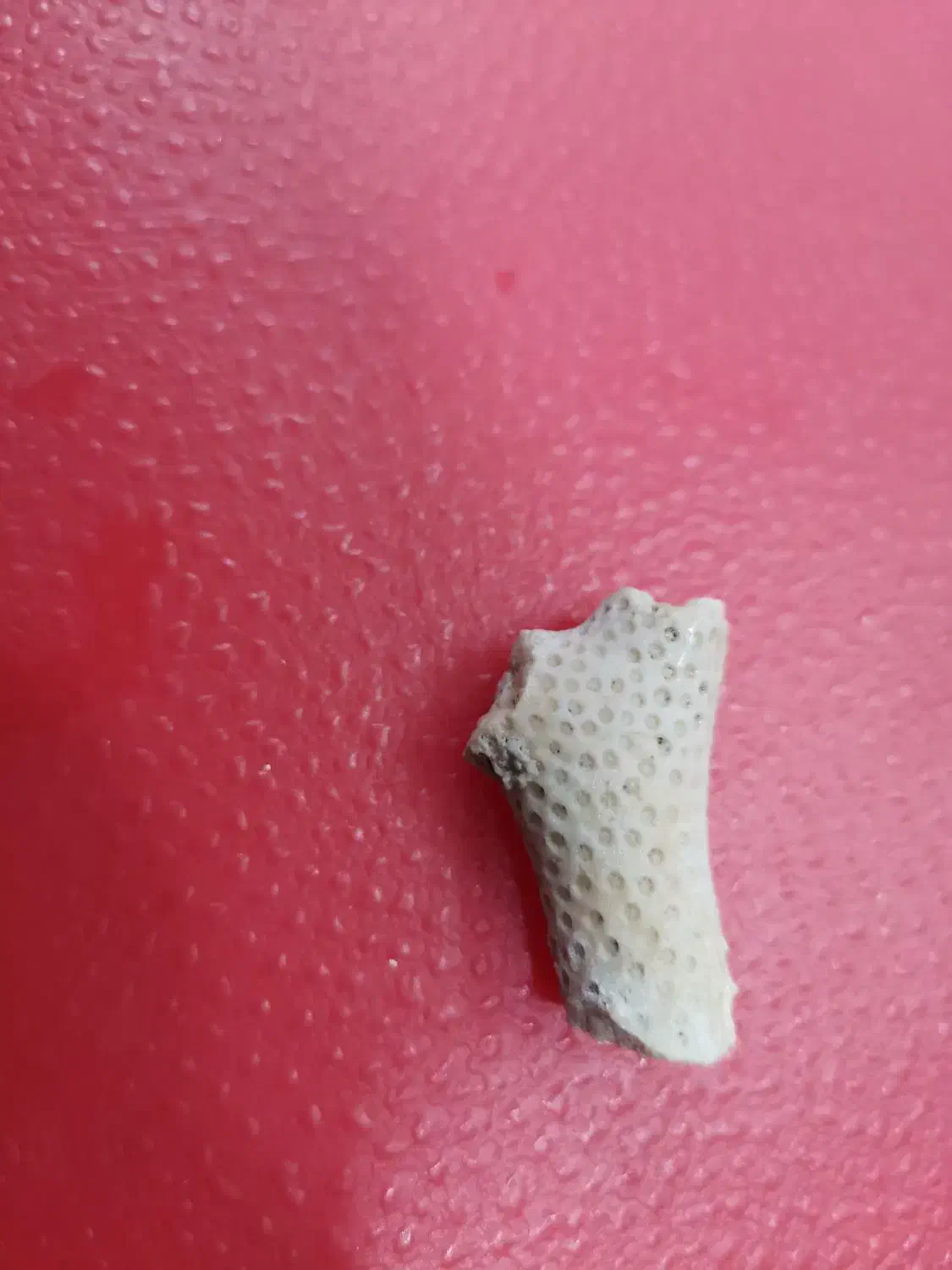 فسیل|کلکسیون اشیاء عتیقه|یزد, |دیوار