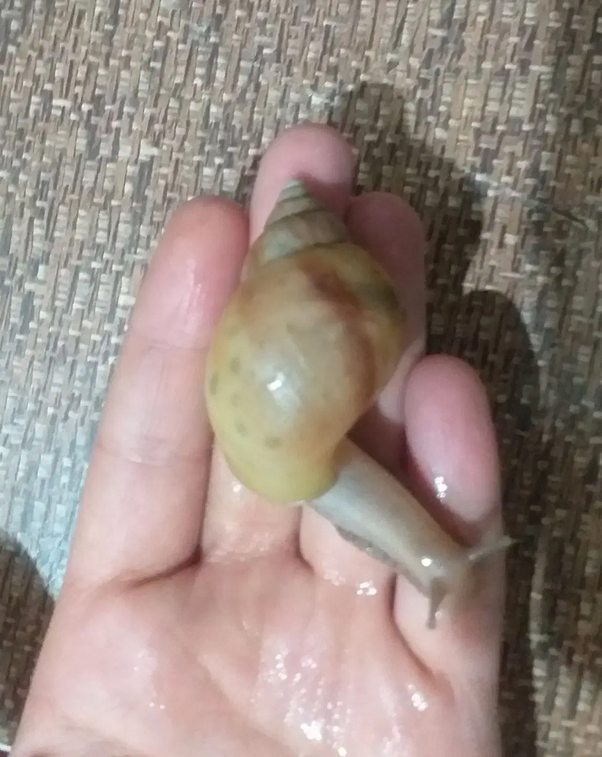 حلزون تراپی|آرایشی، بهداشتی، درمانی|بندرعباس, |دیوار