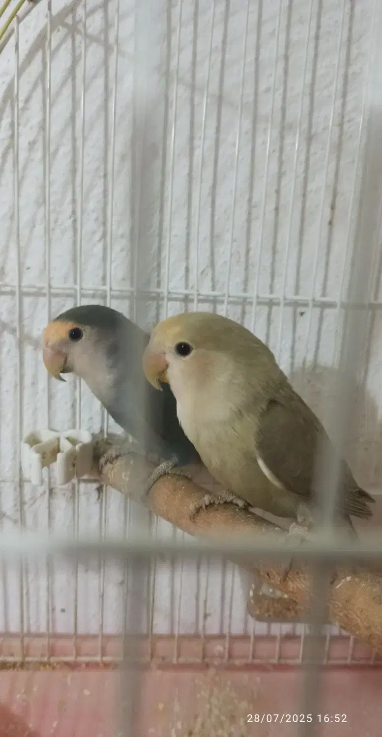 کوتوله برزیلی|پرنده|فولادشهر, C3|دیوار