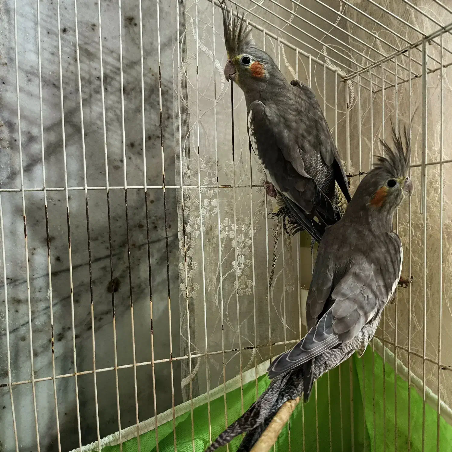 دو عدد عروس هلندی|پرنده|طبس, |دیوار