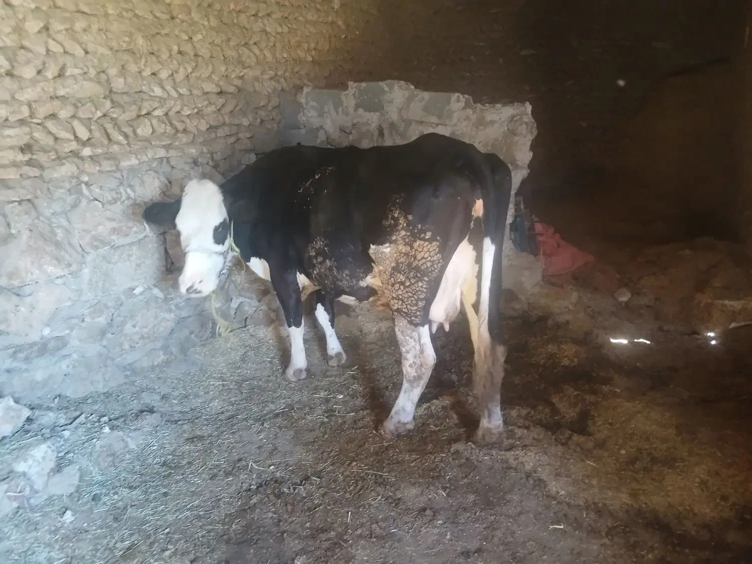 گاو سمینتال با گوساله|حیوانات مزرعه|ایجرود, |دیوار