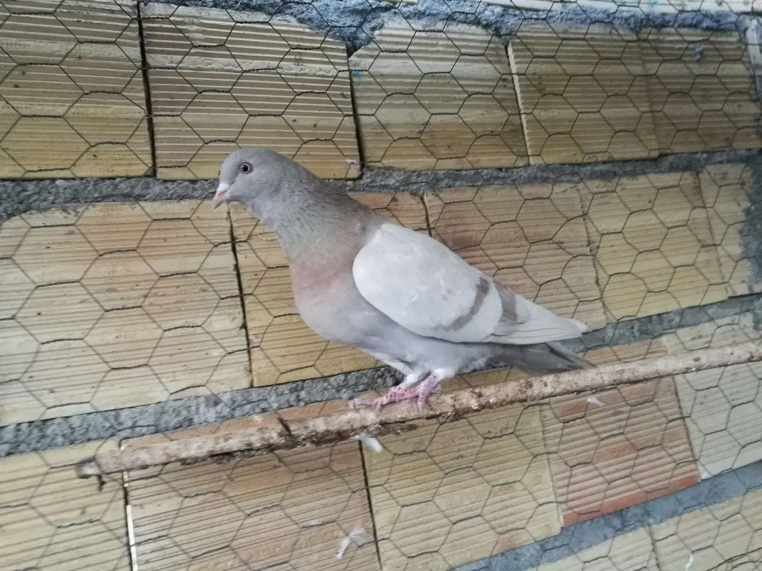 پرشی تیر ماه|پرنده|میانه, |دیوار