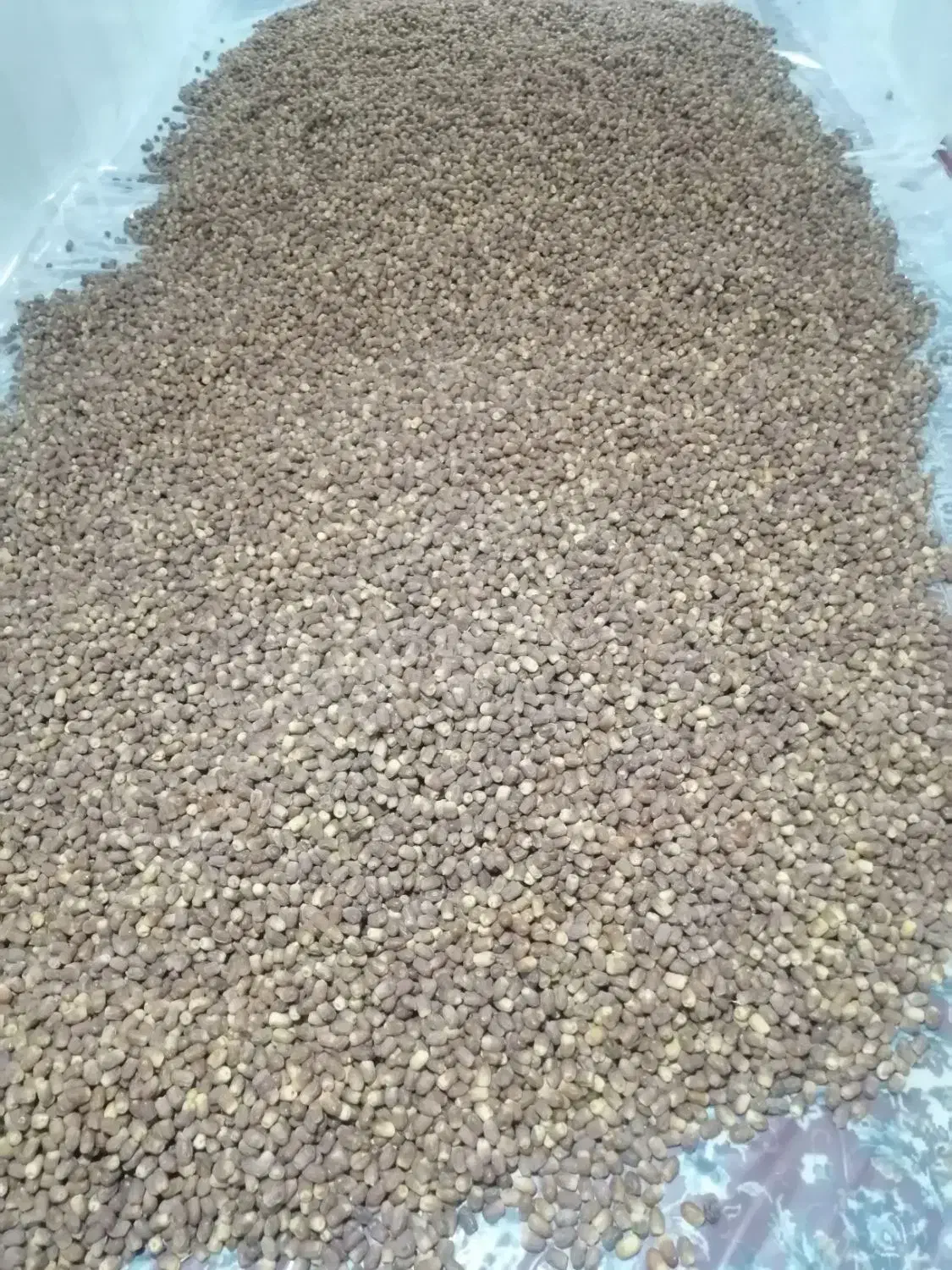 خرمای زاهدی تازه درجه 1|خوردنی و آشامیدنی|اشکنان, |دیوار
