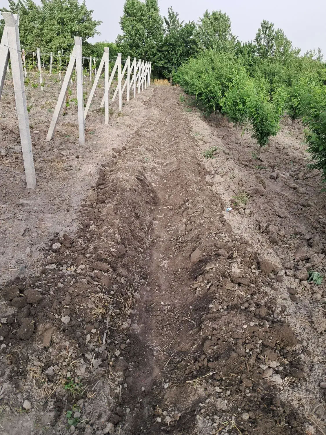 کارگر بیل زنی باغ و باغبانی|خدمات باغبانی و درختکاری|ارومیه, |دیوار