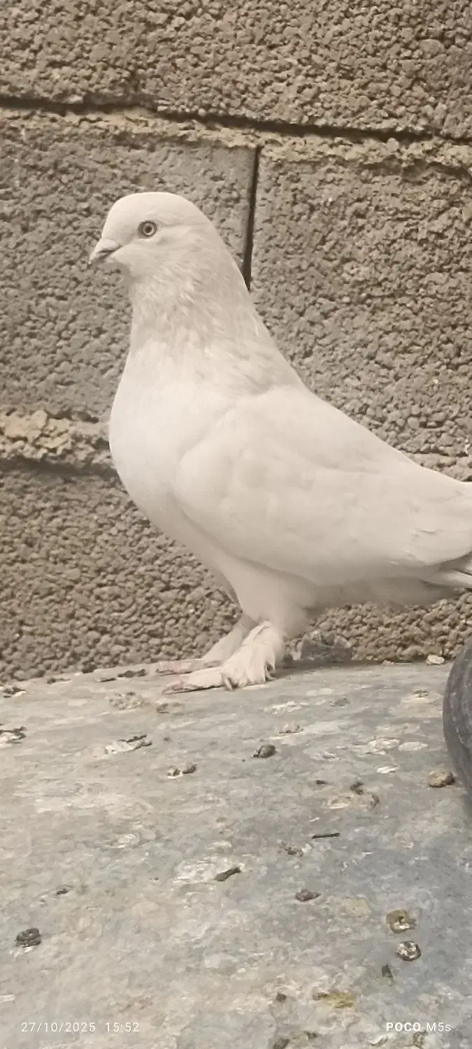 ماده سیاه نردم سبز|پرنده|جونقان, |دیوار