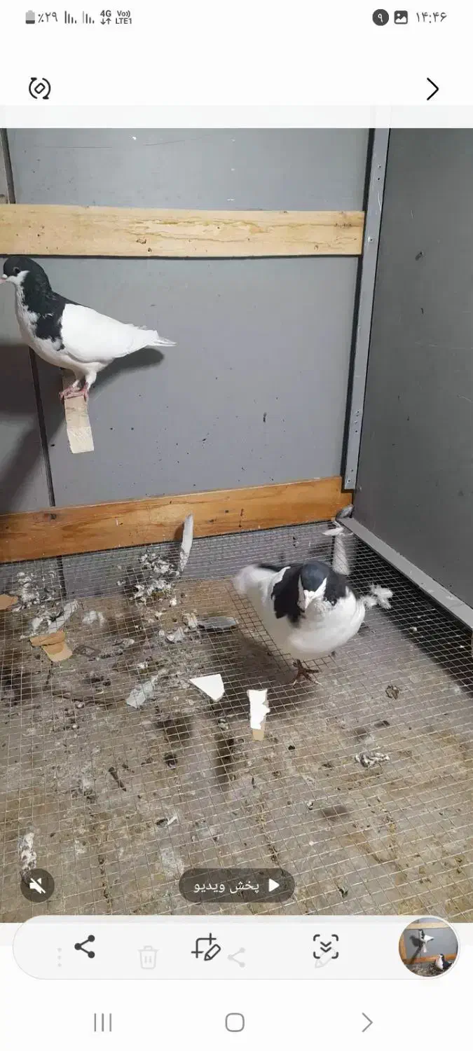 چپ سیاه وشستی به همراه یک جفت هفترنگ کاکلی|پرنده|قزوین, |دیوار