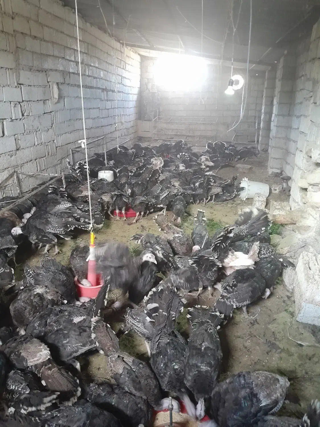 فروش بوقلمون برنز چهار ماهه|حیوانات مزرعه|جلفا, |دیوار