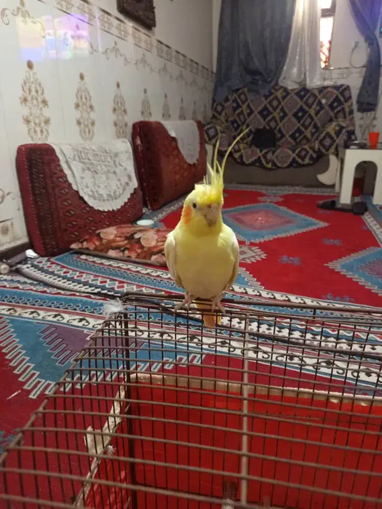 عروس هلندی|پرنده|بندرعباس, |دیوار