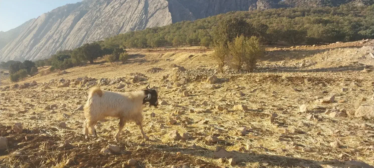 بز‌بزغاله‌جوان‌داشتی‌شیش‌عدد|حیوانات مزرعه|گیلان غرب, |دیوار