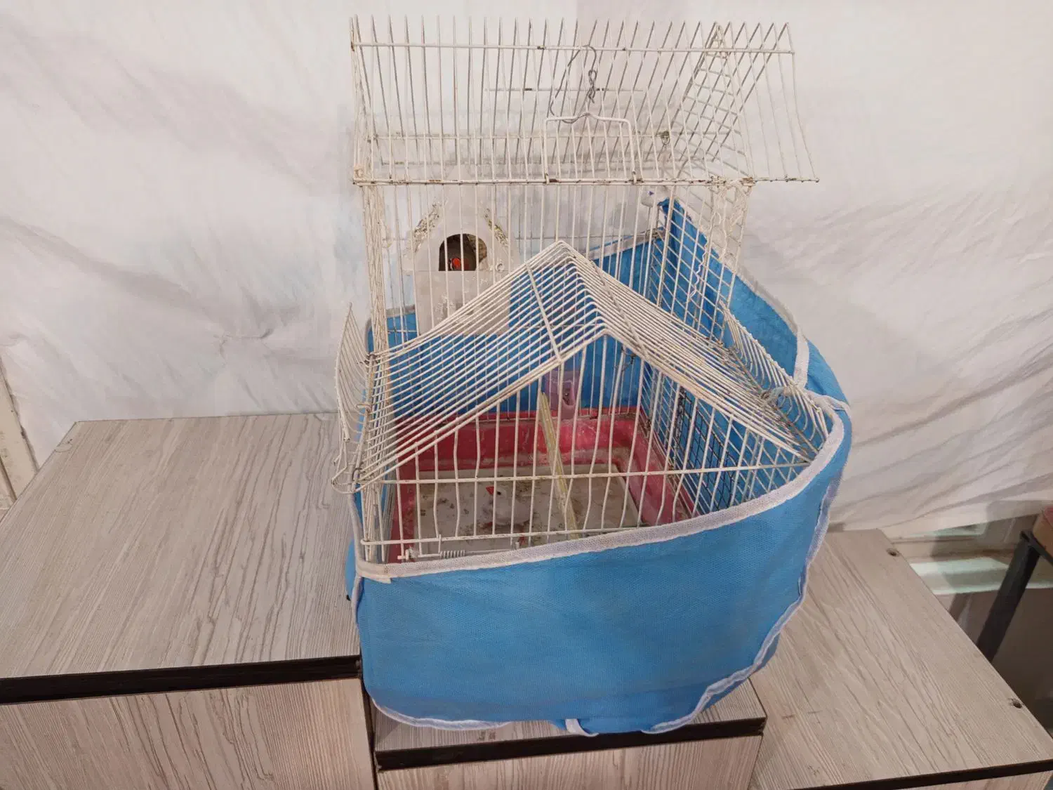 فنج نر یه جفت|پرنده|خسروشاه, |دیوار