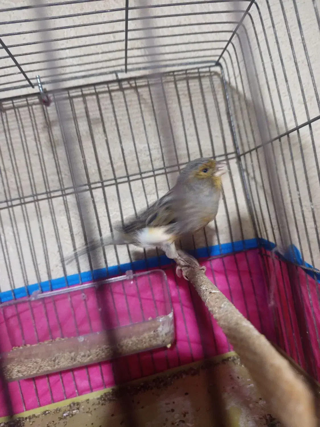 قناری|پرنده|قدس, شهرقدس|دیوار