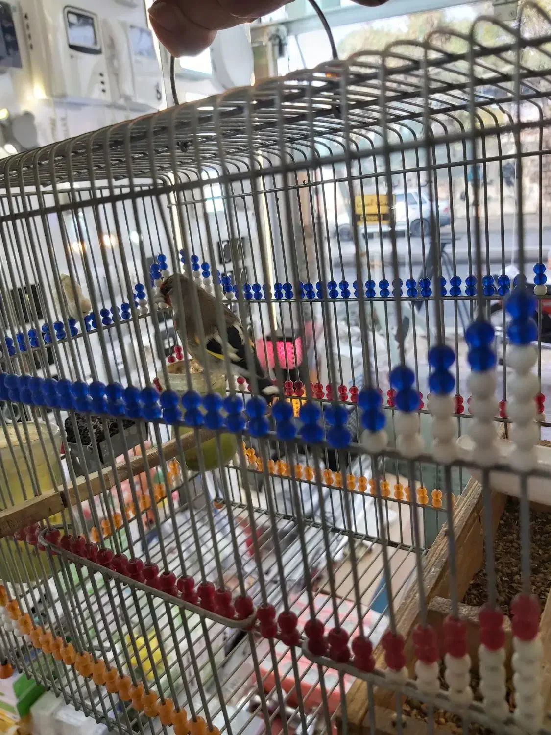 سهره دورگ کرمونی|پرنده|شیراز, سیاه سنگ|دیوار