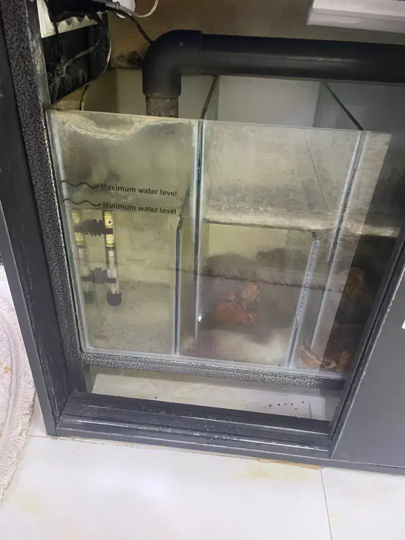 آکواریوم|ماهی|رودسر, |دیوار