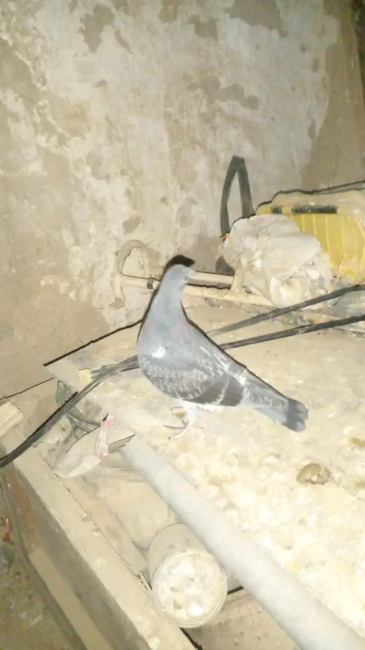 پرنده|پرنده|اردبیل, |دیوار