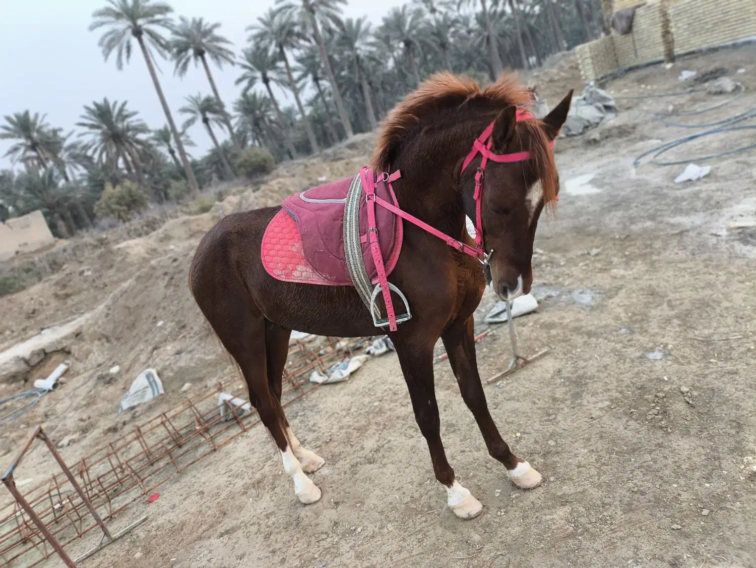 شادگان|اسب و تجهیزات اسب‌سواری|شادگان, |دیوار