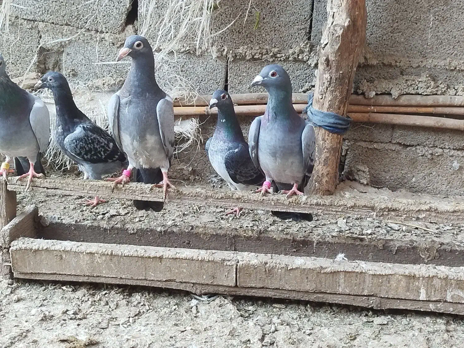 آلمانی جوانه با یک جفت جوجه|پرنده|گنبد کاووس, |دیوار