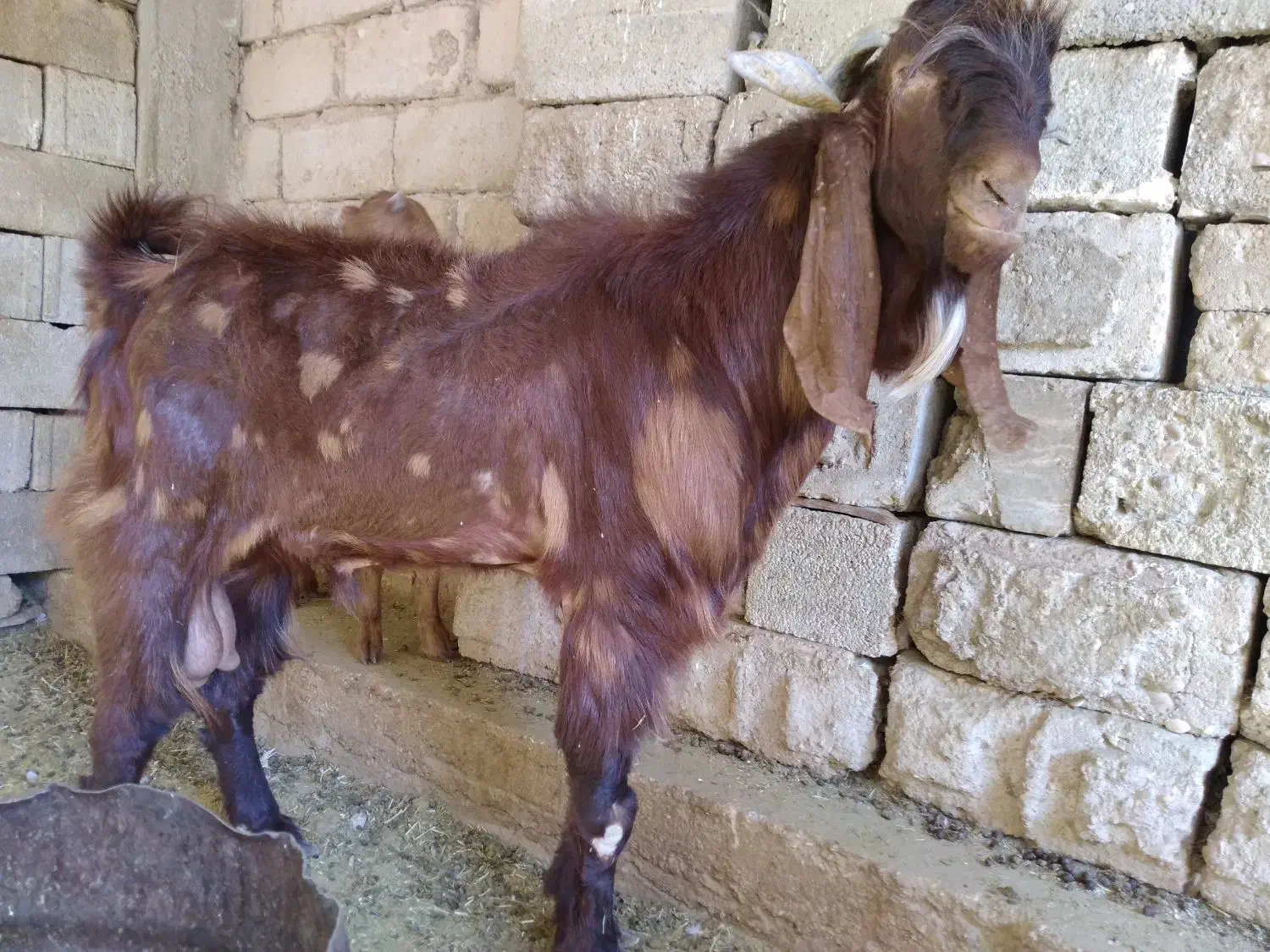 فروش بز،کهره و چبش پاکستانی|حیوانات مزرعه|قیروکارزین, |دیوار