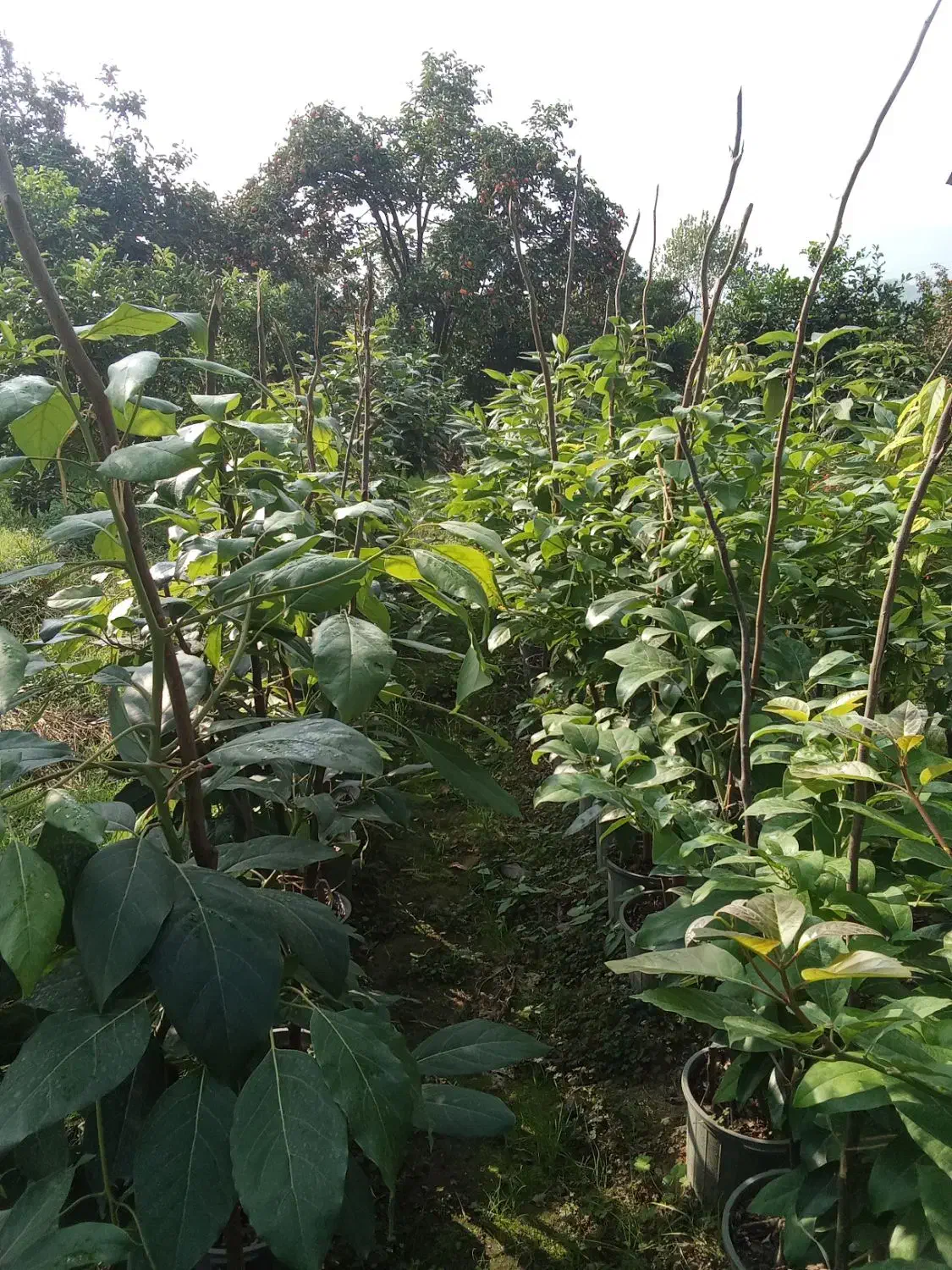 آواکادو و کامکوات|خدمات باغبانی و درختکاری|تنکابن, |دیوار