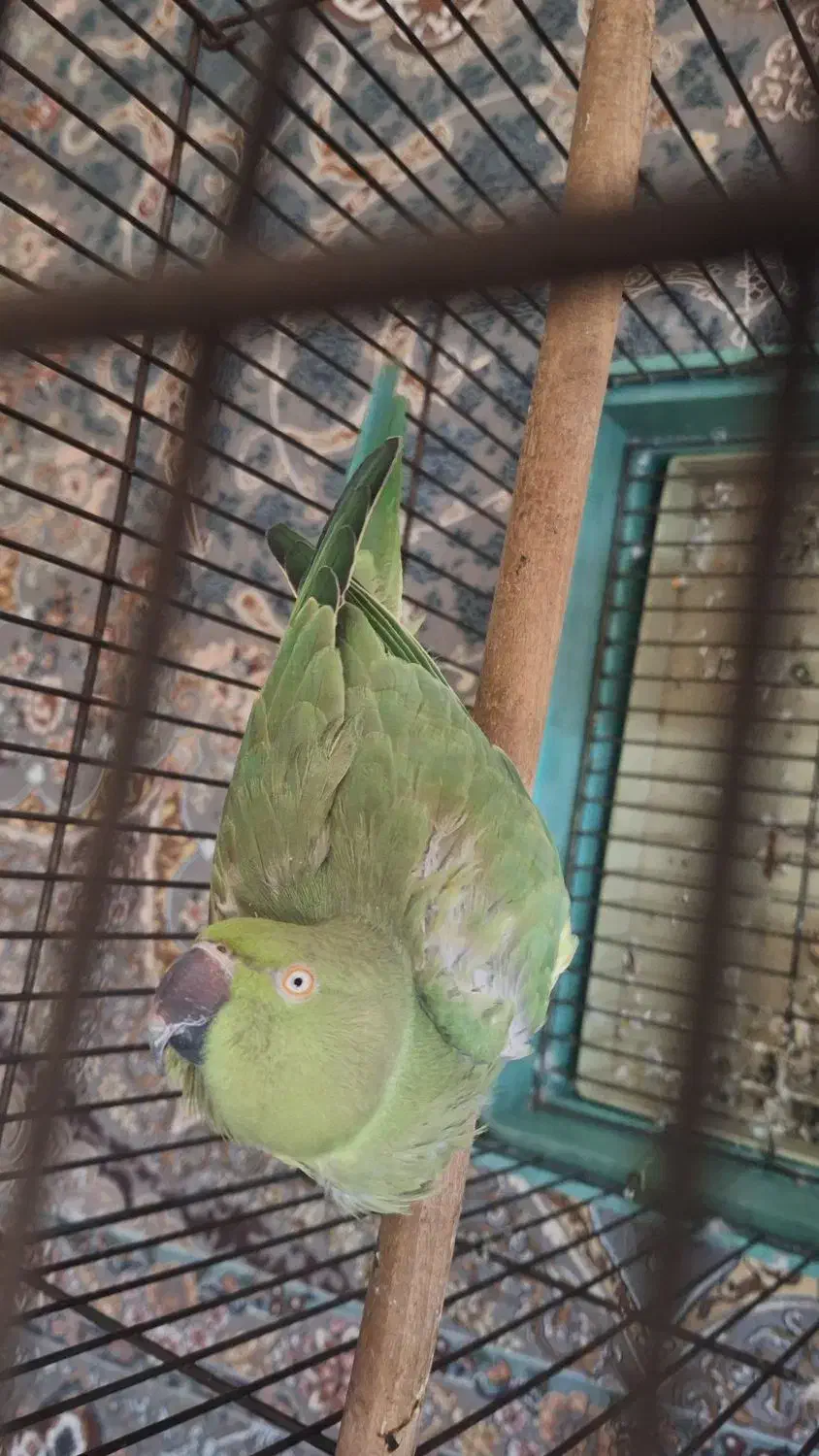 طوطی ملنگو ماده|پرنده|میناب, |دیوار