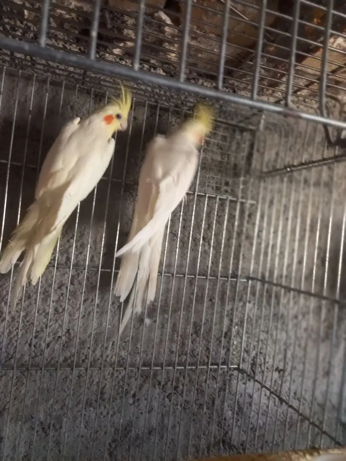 ۵جفت عروس هلندی یک جفت البینو و ۴جفت لوتینو|پرنده|بشاریات, |دیوار