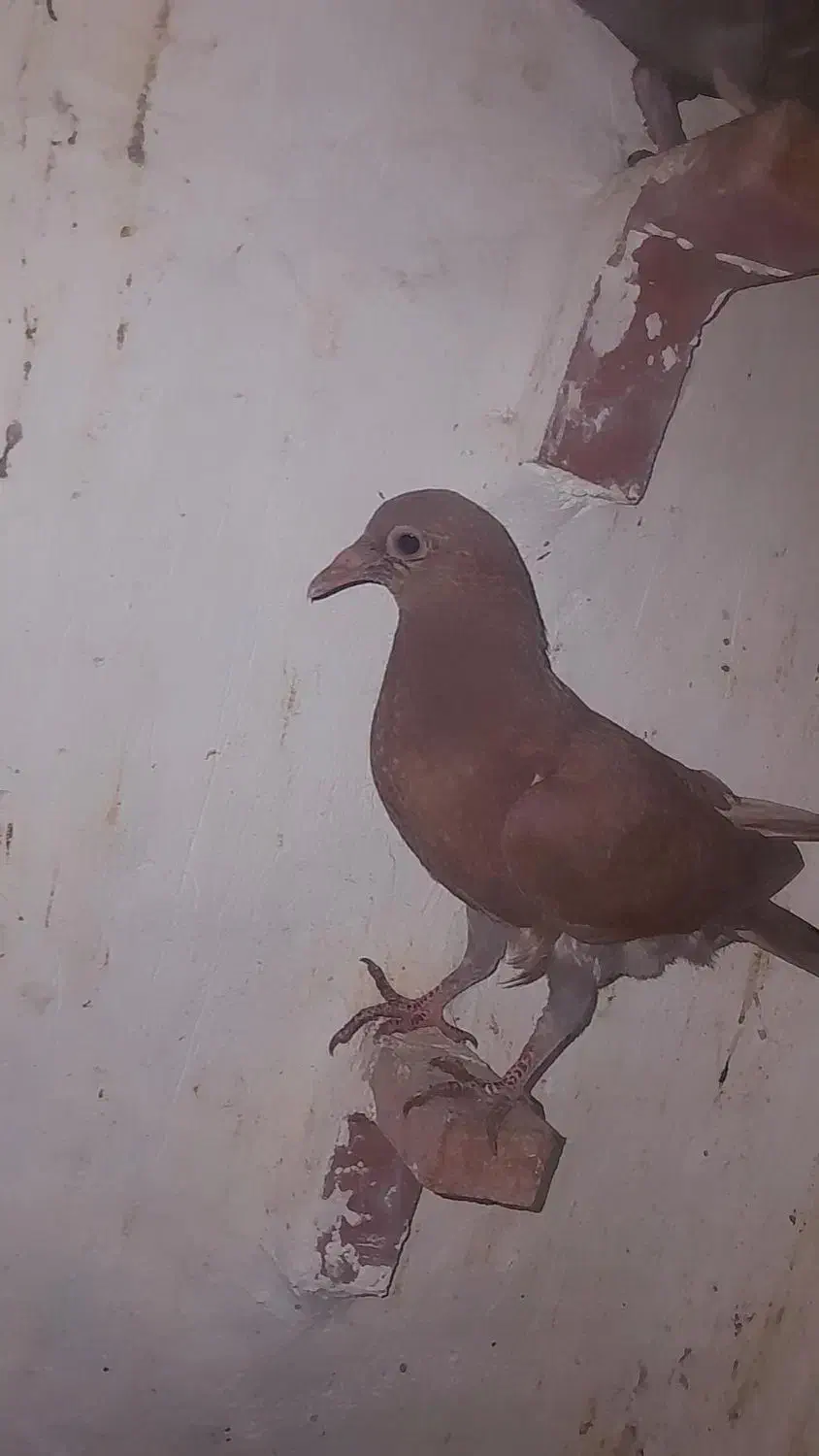 کفتر|پرنده|راور, |دیوار