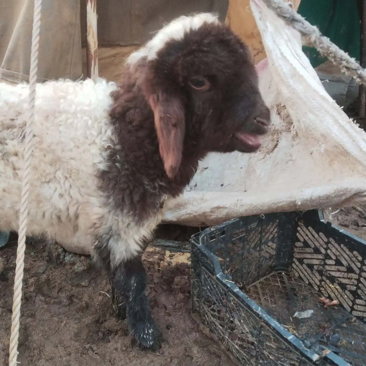 بره‌.میش.بز.بیگ|حیوانات مزرعه|دزفول, |دیوار