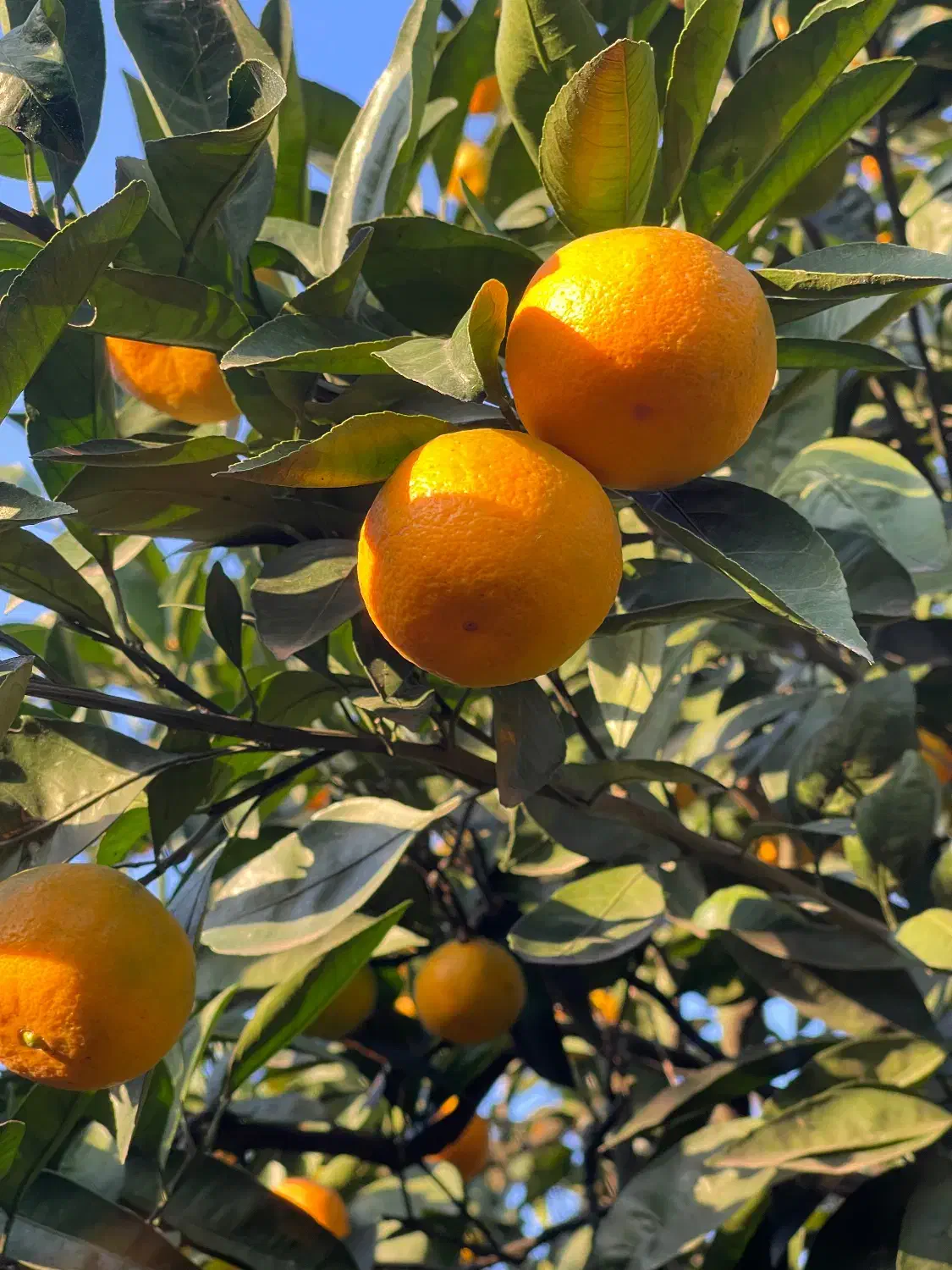 نارنگی درجه یک|خوردنی و آشامیدنی|مرزیکلا, |دیوار