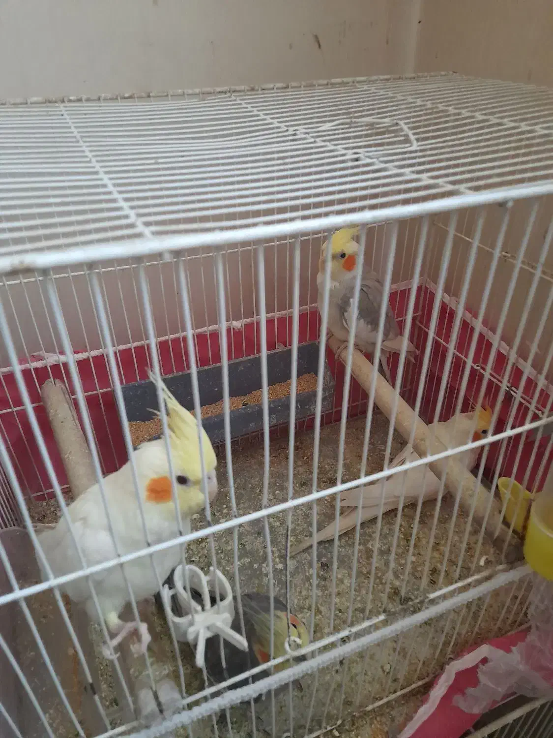 عروس هلندی|پرنده|کرمان, |دیوار