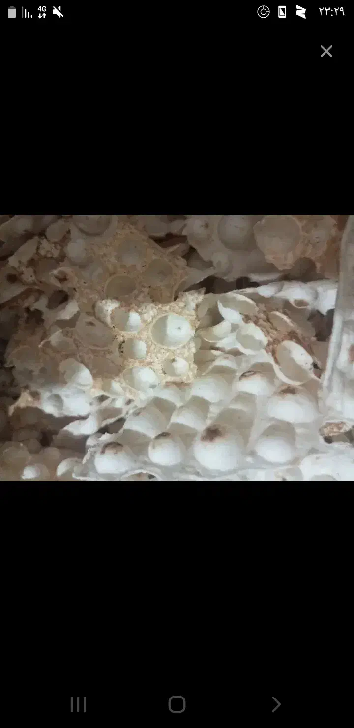 نان خشک|لوازم جانبی حیوانات|اسکو, |دیوار