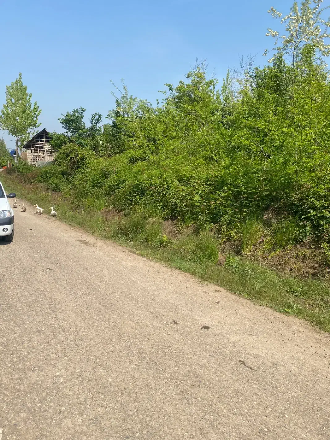 زمین مسکونی|فروش زمین و ملک کلنگی|لاهیجان, شیخ زاهد|دیوار