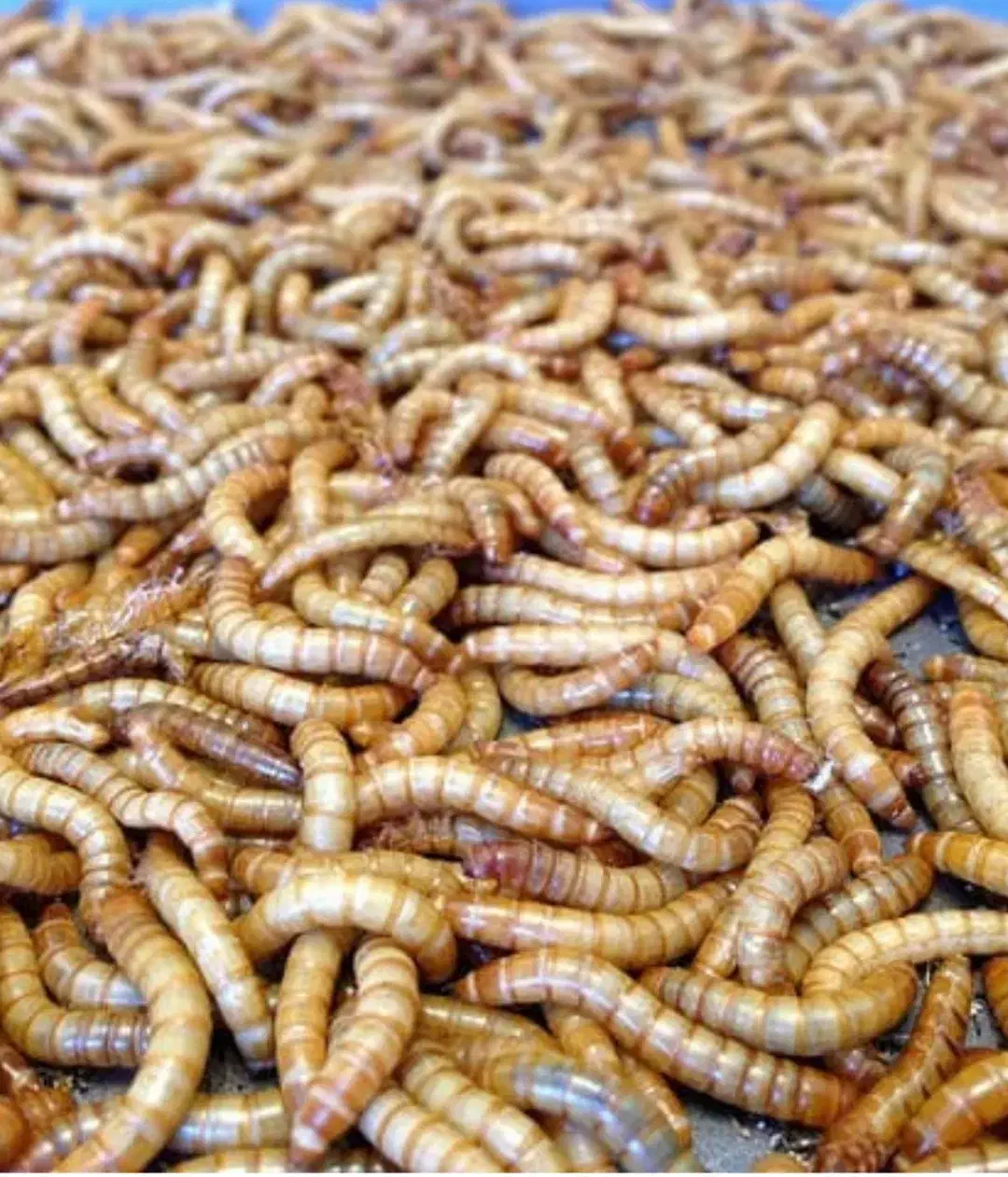 میلورم زنده وخشک|خزنده|اردکان, |دیوار