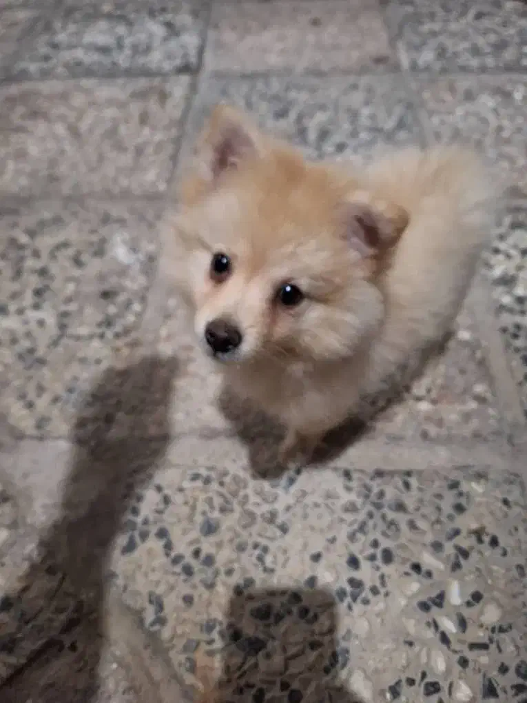 توله پامر اصلی 6تومن|سگ|صباشهر, |دیوار