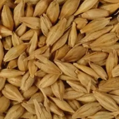 جو دیم|عمده‌فروشی|کنگاور, |دیوار
