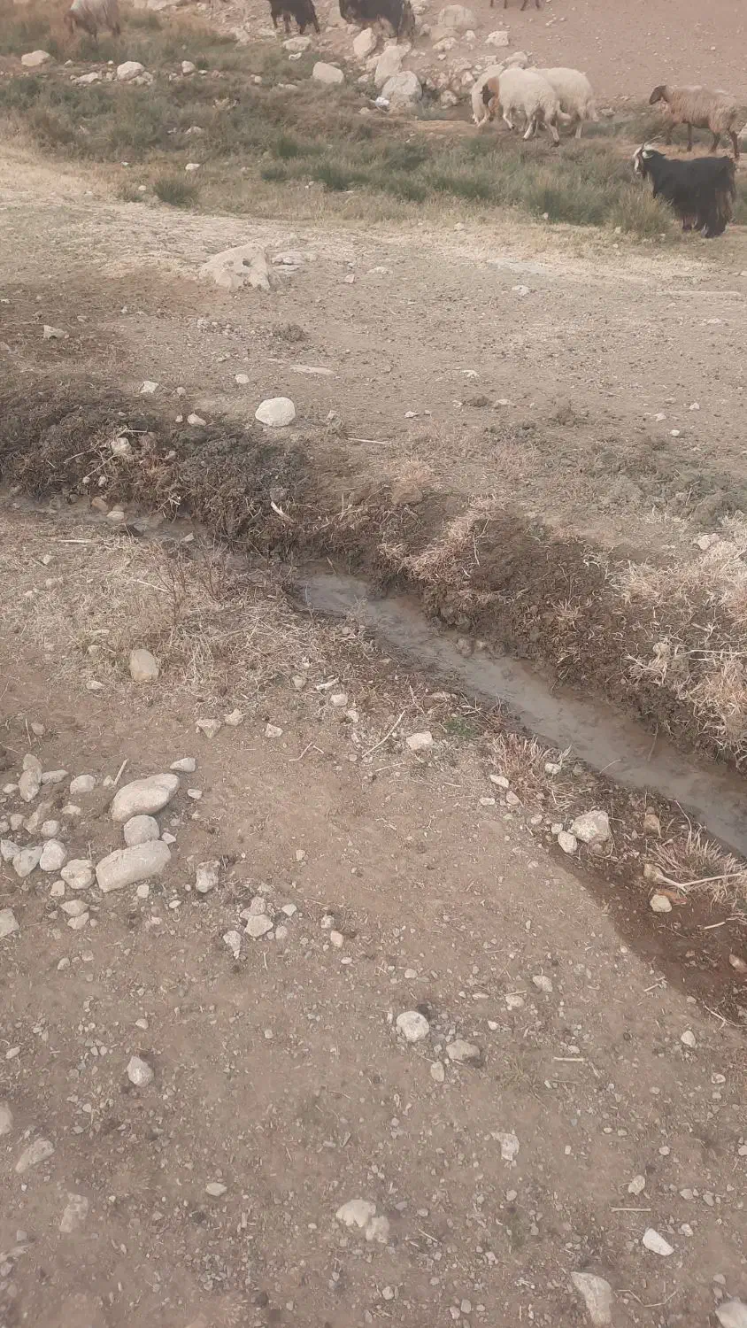 قوچ شیره دار|حیوانات مزرعه|ماهیدشت, |دیوار