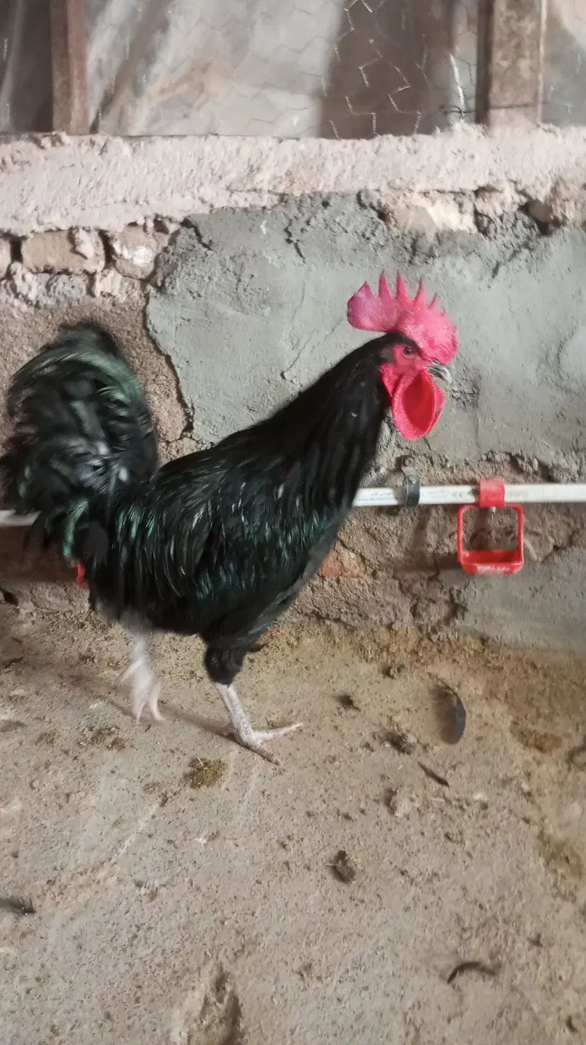 خروس سیاه خروس مشکی قربانی|حیوانات مزرعه|تهران, هلال احمر|دیوار